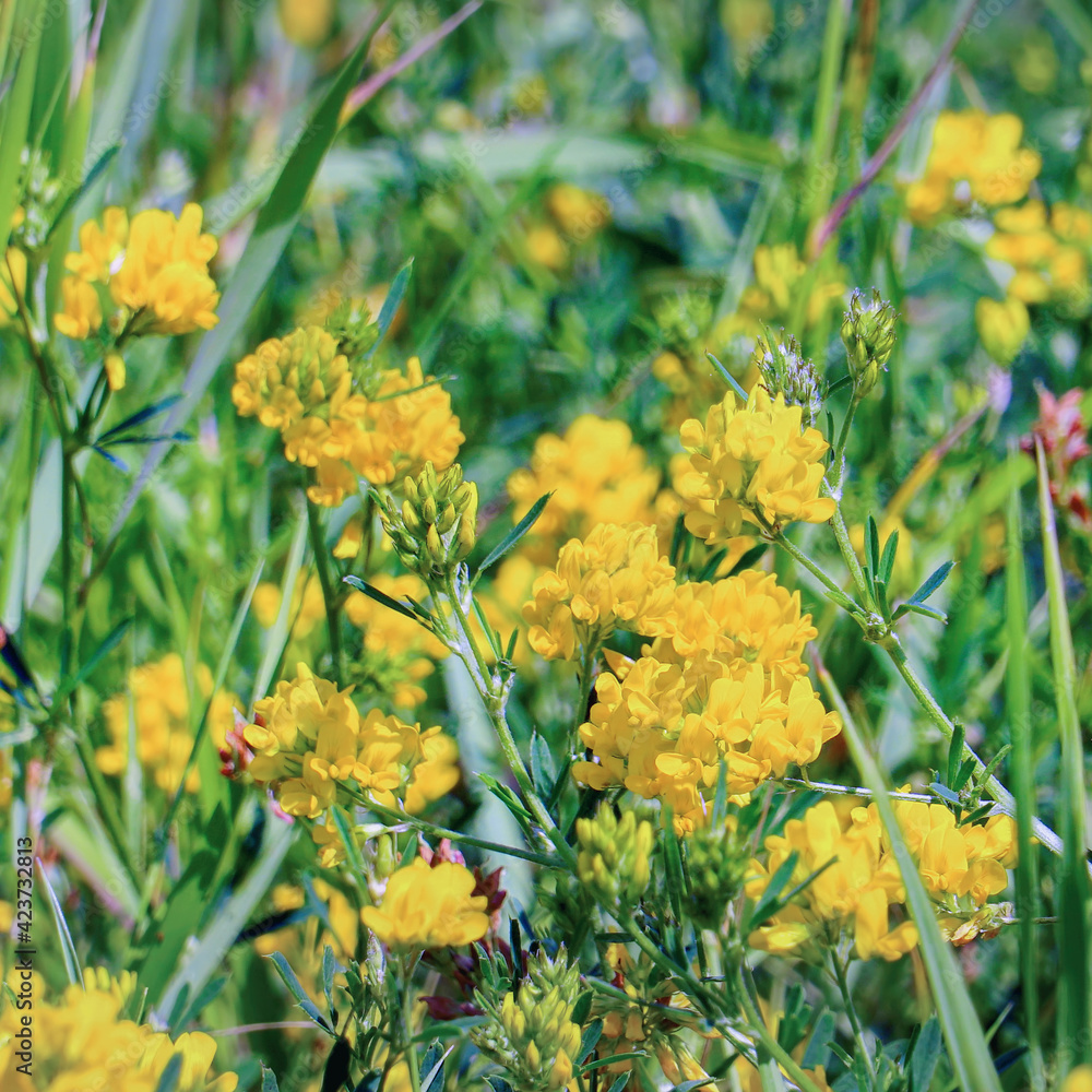 Wild yellow flowers of Meadow pee or Meadow vetchling are swayed by a light breeze. Lathyrus pratensis Wild yellow flowers of Meadow pee or Meadow vetchling are swayed by a light breeze. Lathyrus pratensis