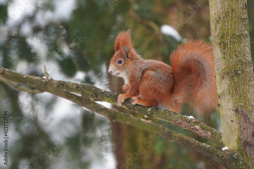 Cute red squirrel sitting on the tree branch. Sciurus vulgaris. Wildlife scene with a european red squirrel
