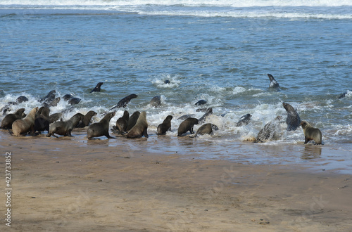 Cape fur seals frolicking in the surf of the Atlantic Ocean in the Namib