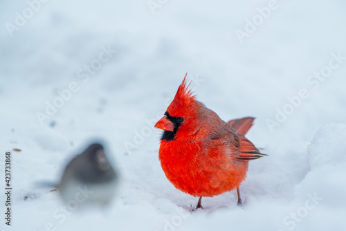 A male Northern Cardinal (Cardinalis cardinalis) on the ground with snow. © Nattapong