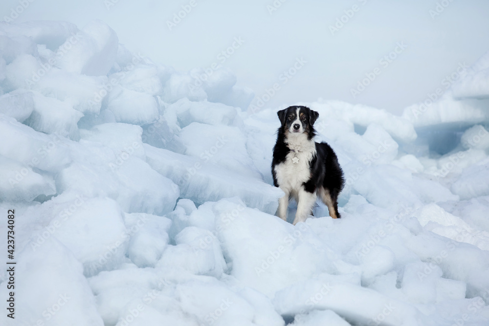 Beautiful Australian Shepherd dog breed in the snow. Beautiful Australian Shepherd dog breed in the snow.