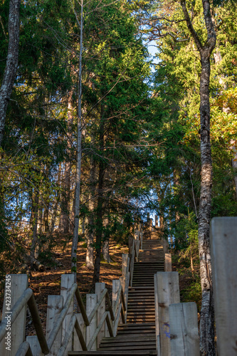 Wooden stairs heading up the hill in the middle of a sunlit autumn forest in the Gauja National Park in Sigulda, Latvia