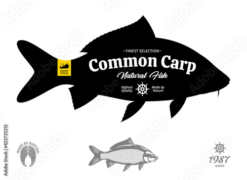 Vector common carp illustration isolated on a white background