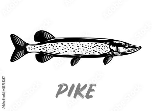 Vector pike fish illustration isolated on a white background