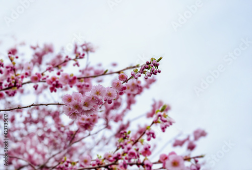 Branches of blossoming cherry against blurry white sky on sunny day spring, Selective focus Outdoor nature of Pink sakura flowers with dreamy romantic tone with copy space.
