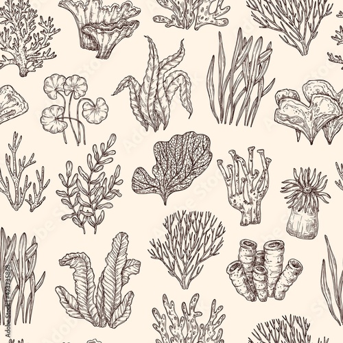 Seaweed pattern. Underwater life, seaweeds coral nautical background. Sketch ocean plants, vintage marine kelp exact vector seamless texture