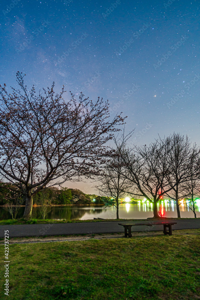 Obraz premium 天の川と夜桜