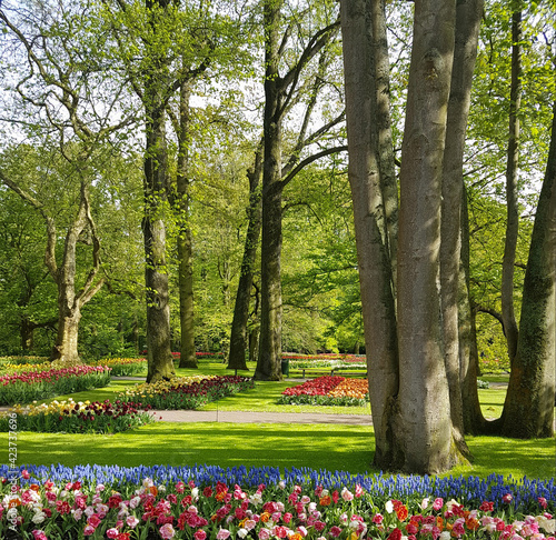 The trees and flowers in the Keukenhof gardens at spring.