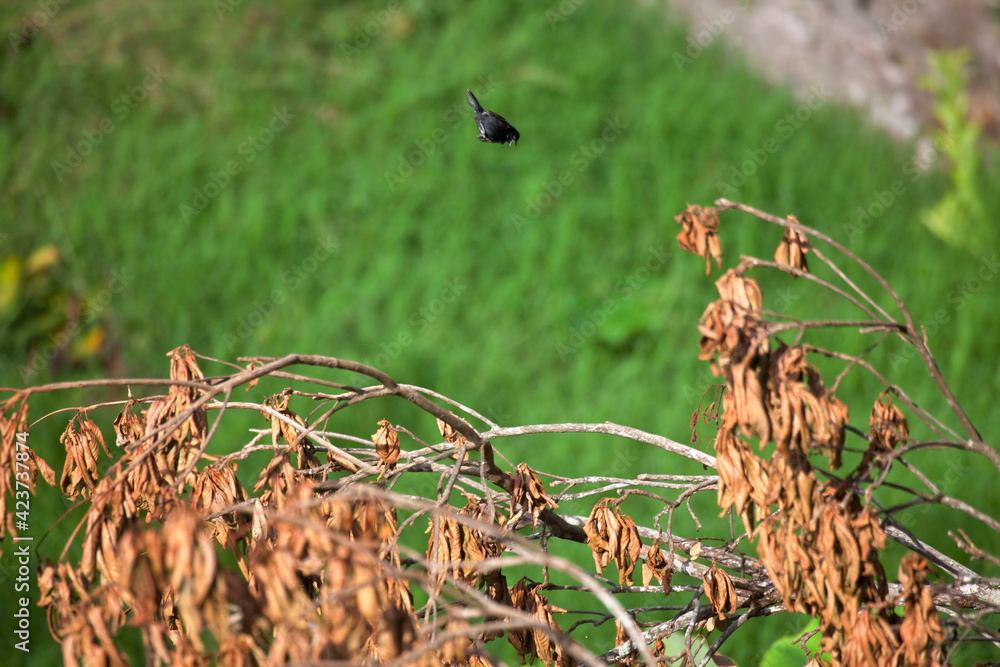 Blue-black Grassquit, Volatinia jacarina, displaying Blue-black Grassquit, Volatinia jacarina, displaying