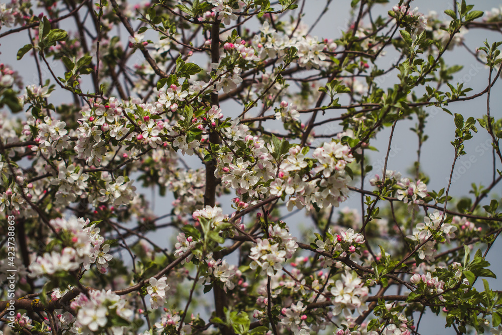 tree blossom tree blossom