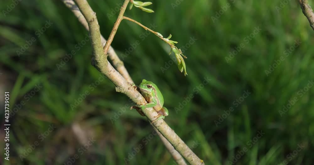 Tiny green tree frog standing still on a branch waiting for prey. Tiny green tree frog standing still on a branch waiting for prey.