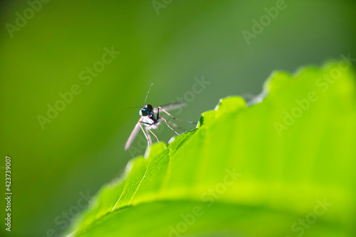 Condylostylus sipho ,greenish long legged fly