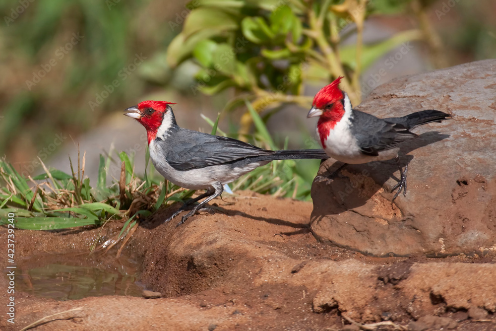 Pair of Red-crested Cardinal, Paroaria coronata Pair of Red-crested Cardinal, Paroaria coronata