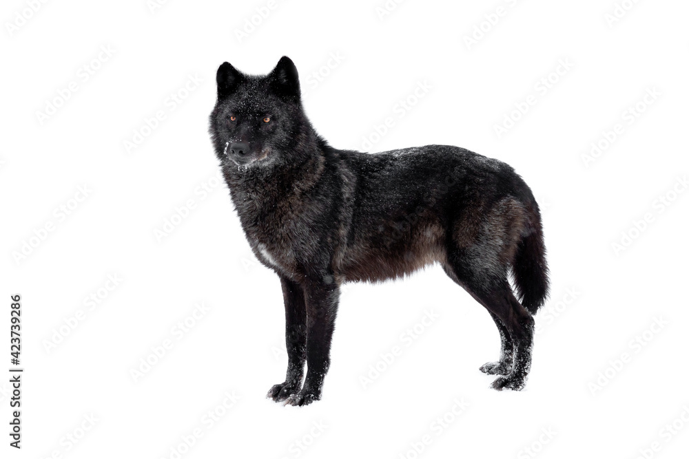 wolf stands during snowfall isolated on white background wolf stands during snowfall isolated on white background