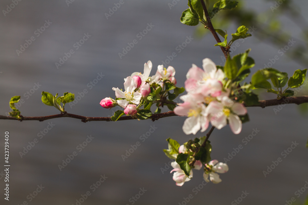 Obraz premium tree blossom