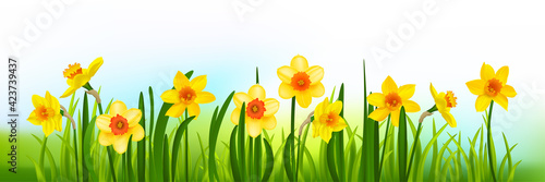 Holiday decor blossom banner with daffodils and grass.