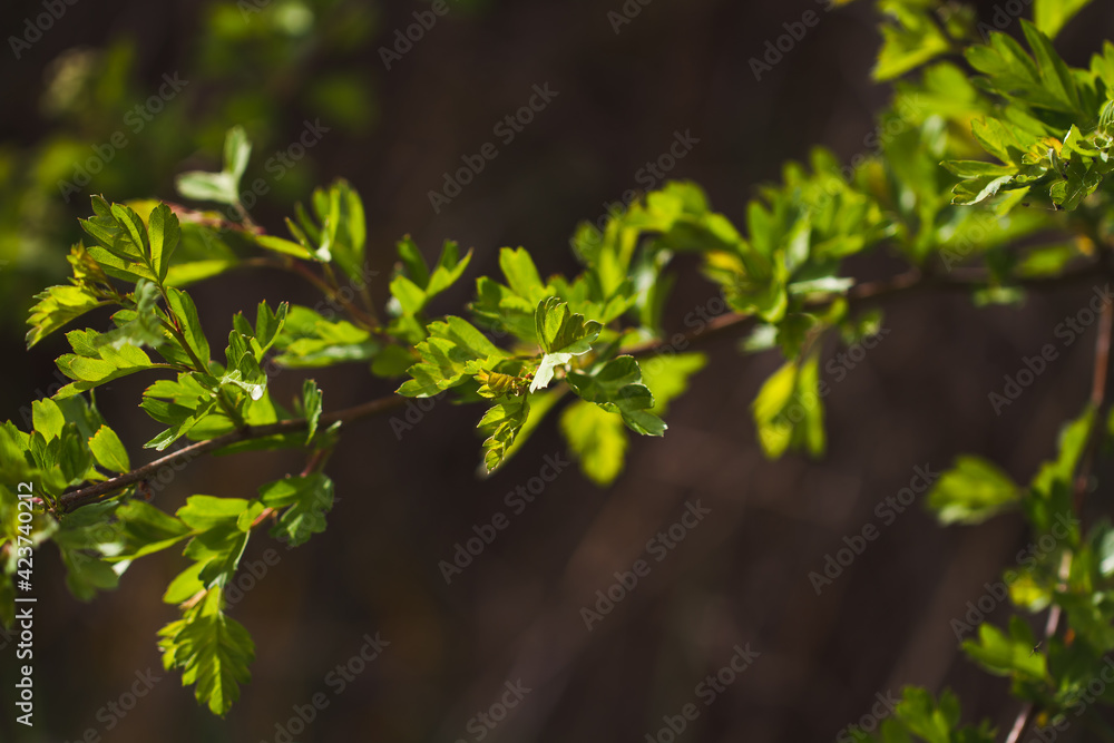 leaves in spring leaves in spring