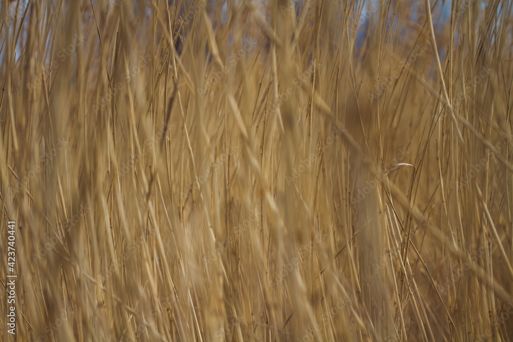 Fototapeta premium grass background