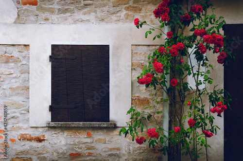 Old wooden closed window on a stone wall covered by red roses, flower and green leaves