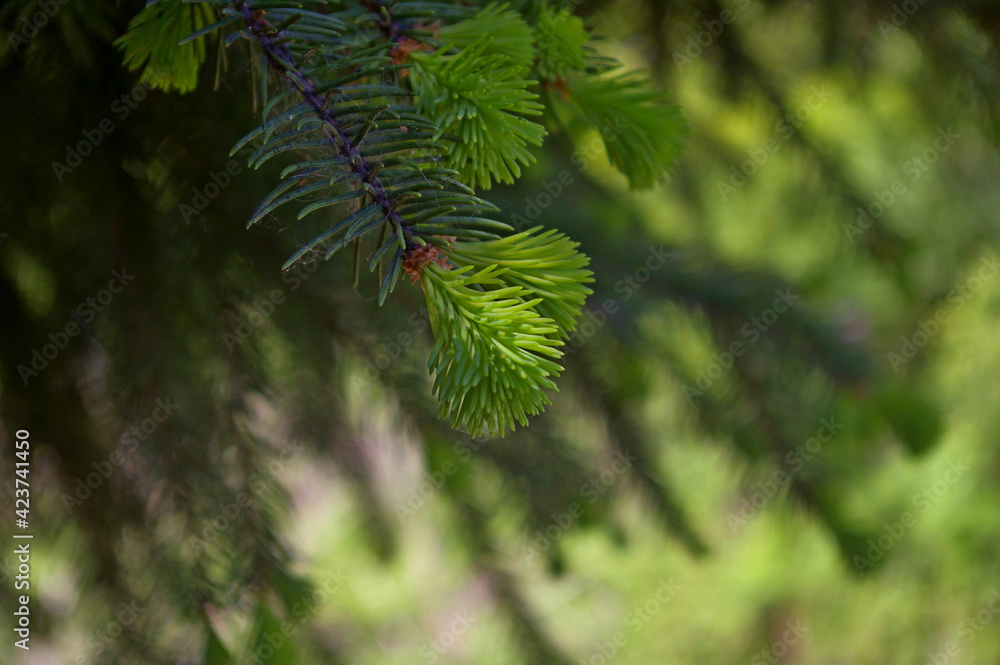 Spring spruce buds on intense green fir branches. Wallpaper with vibrant pine branches. Copy space. Spring spruce buds on intense green fir branches. Wallpaper with vibrant pine branches. Copy space.