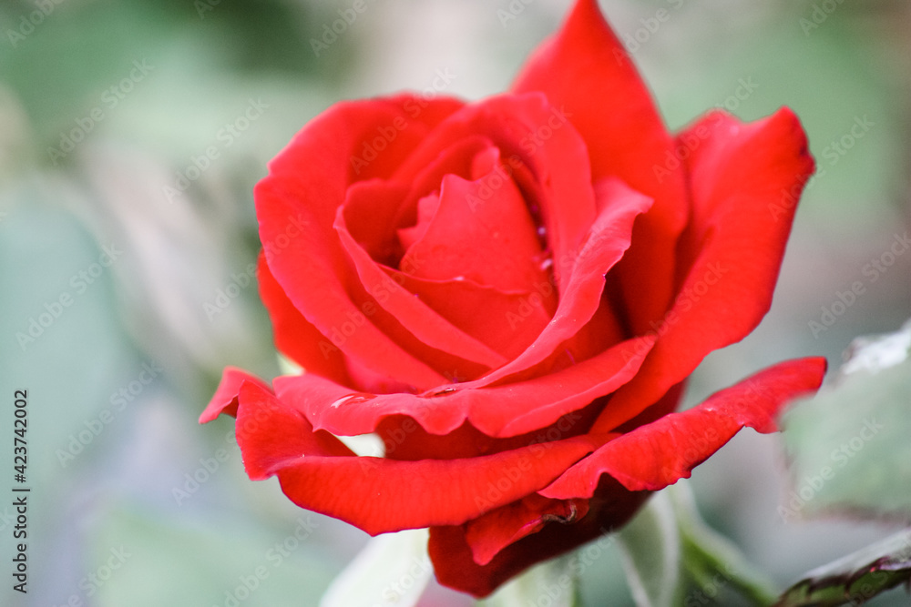 Fototapeta premium Romantic red rose in the garden