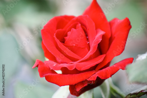 Romantic red rose in the garden