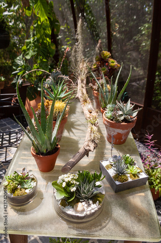 Jardin et botanique - pots de plantes grasses et succulentes sur une table dans une serre
