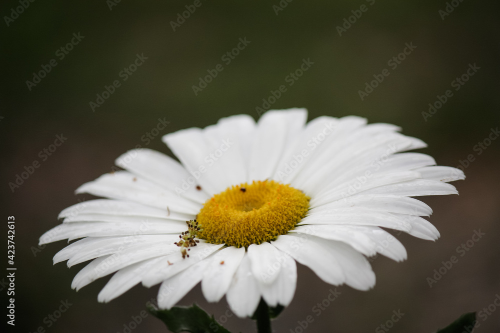 Obraz premium White daisy after a thunder storm