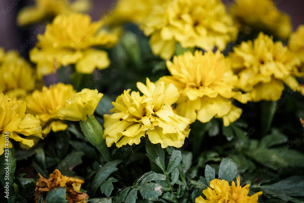 Solid yellow marigolds in the vegetable garden Solid yellow marigolds in the vegetable garden