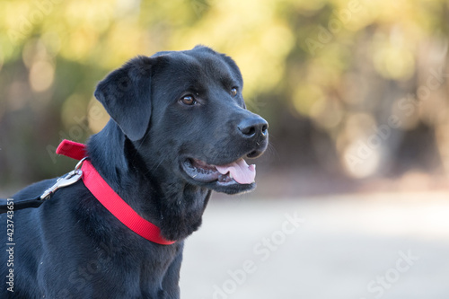 A beautiful black dog with a red collar on a black leash standing in a park © chrt2hrt