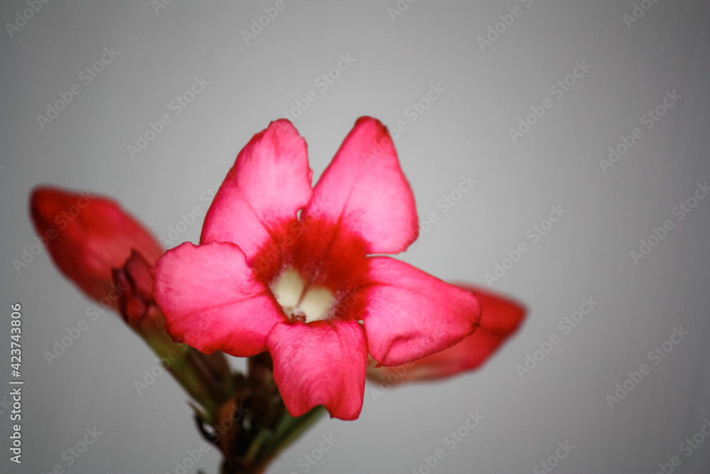 Fototapeta premium Pinkish red desert rose
