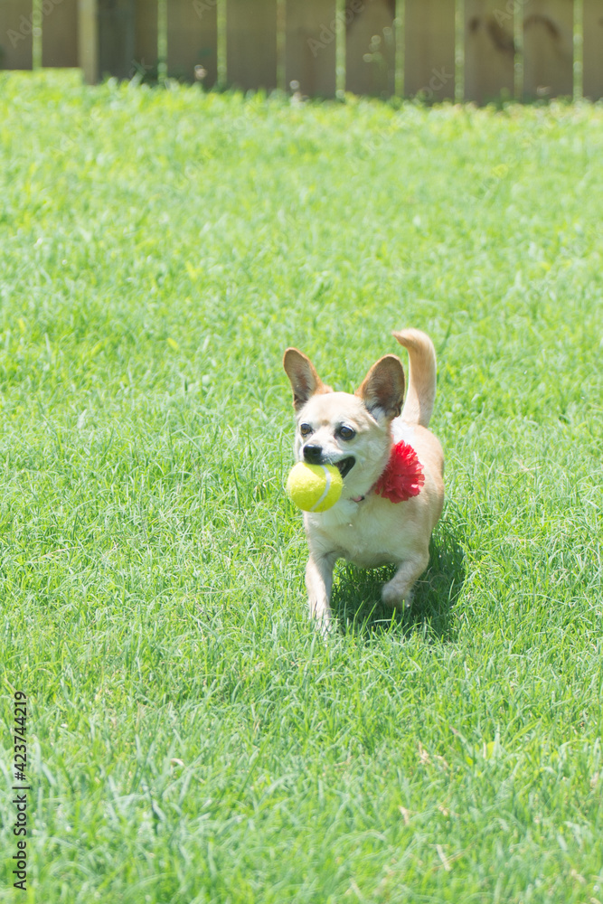 A cute little chihuahua running in the grass with a tennis ball in its mouth A cute little chihuahua running in the grass with a tennis ball in its mouth