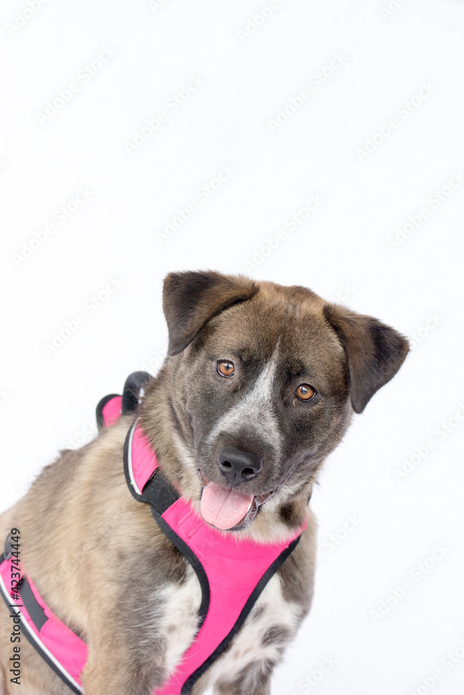 Isolated picture of a beautiful large breed dog wearing a pink harness on a white background