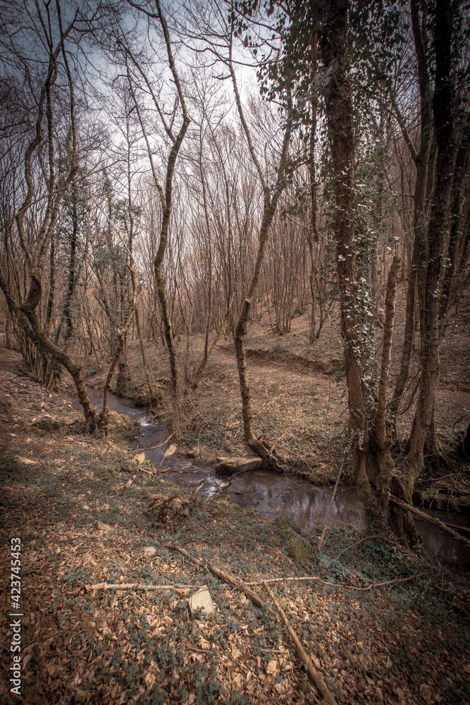 Obraz premium path in the forest