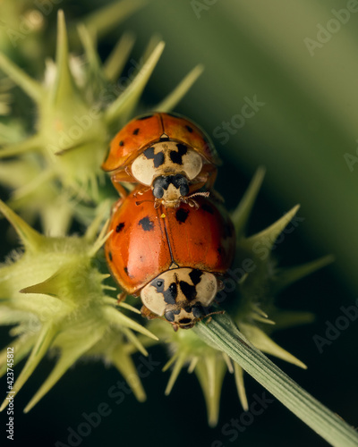 Two ladybugs on the green grass