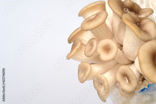 mushrooms,Fairy mushroom(Thail mushroom),white mushroom in high definition on white background, macro