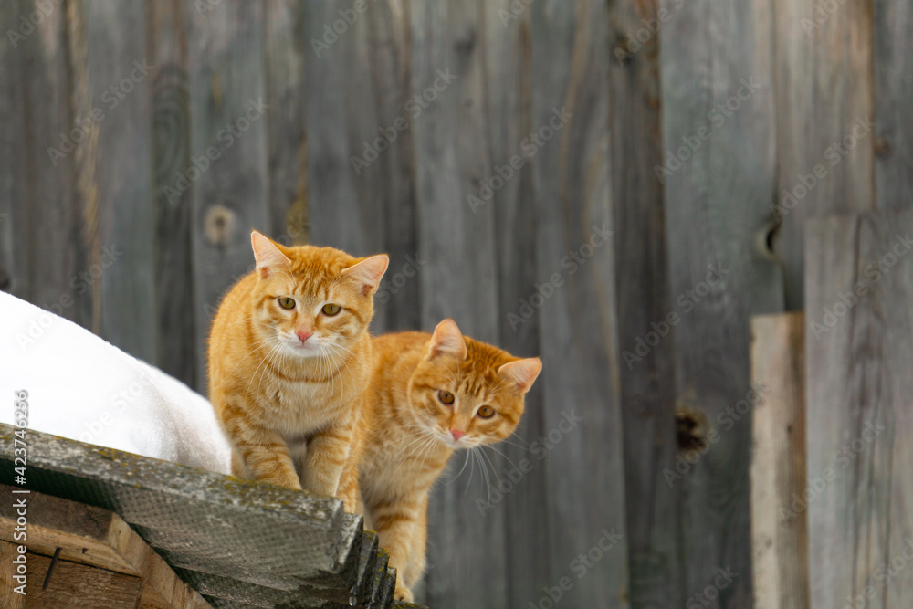 Two adorable red cats are sitting on the roof. Identical red cats. Two adorable red cats are sitting on the roof. Identical red cats.
