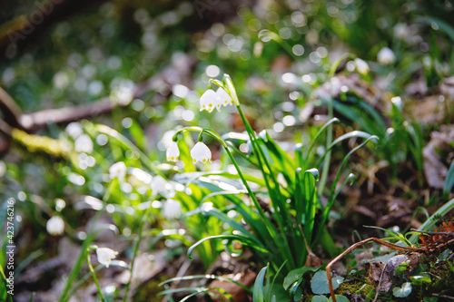 Beautiful blooming early spring snowflake flowers leucojum vernum in a spring forest. Forest floor covered by spring snowflakes German Maerzenbecher, lat. Leucojum vernum photo