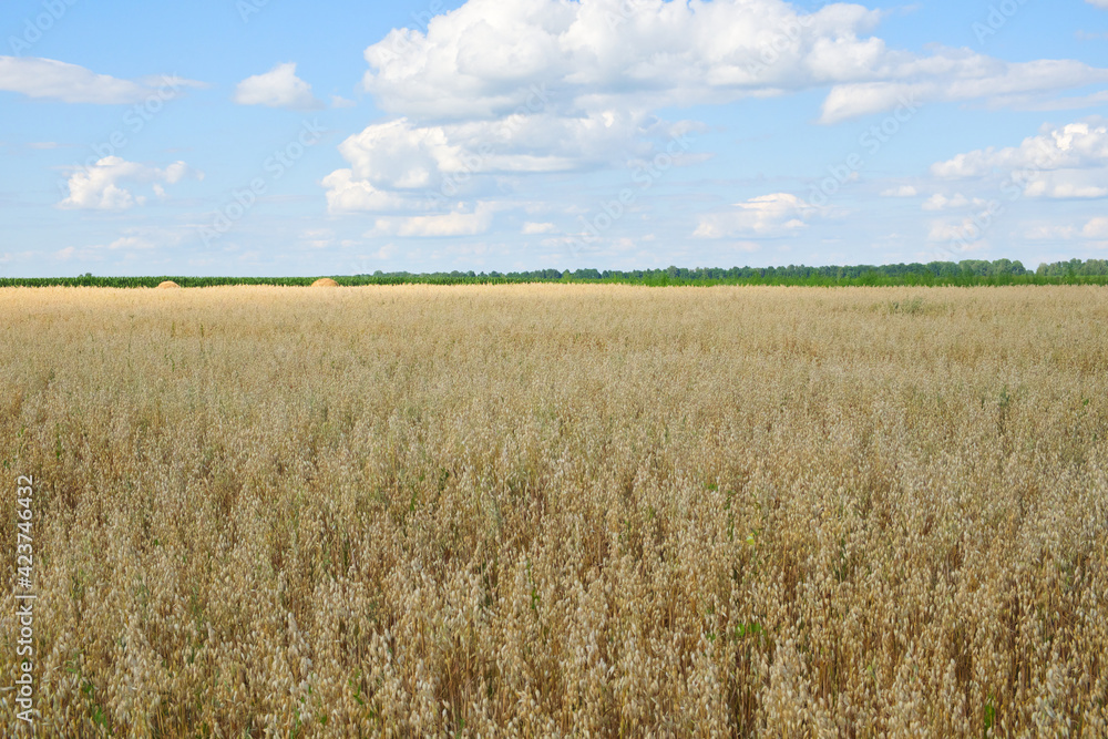 Blue sky over a vast field of ripe oats. Farm land. Picturesque area. Oat cereal fields with blue sky on a sunny summer day before harvest.