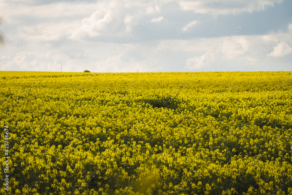 field of yellow flowers field of yellow flowers