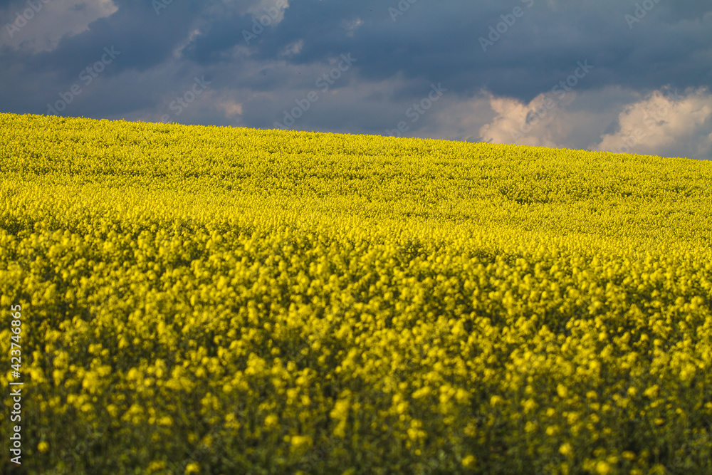 field of yellow flowers field of yellow flowers