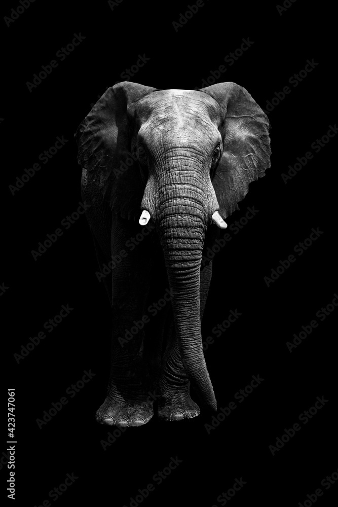 Fototapeta wycięcie słonia na czarnym tle z przodu patrząc na kamery. Całe ciało. kopiuj przestrzeń