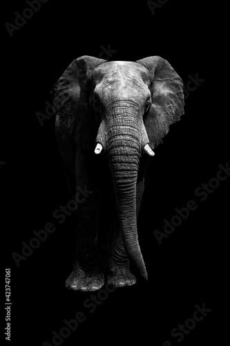 cutout of elephant on black background from front looking at camera. Whole body. copy space