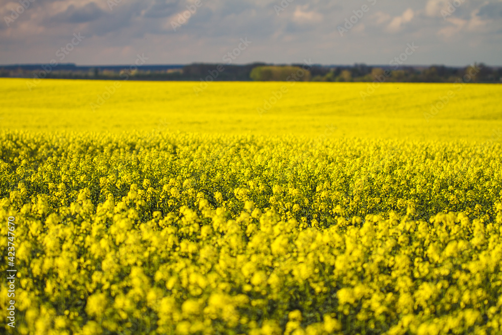 field of yellow flowers field of yellow flowers