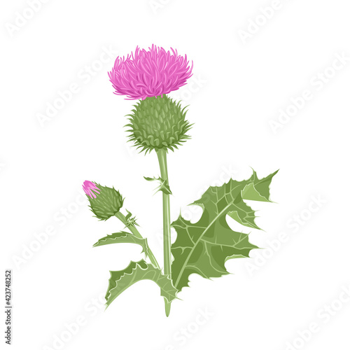 Milk thistle plant isolated on white background. Vector illustration of medical herb in cartoon flat style. Wild flower with green stems and leaves.
