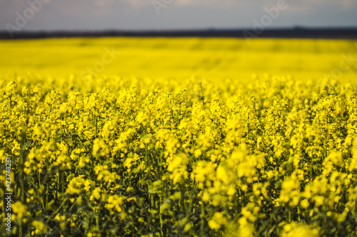 field of yellow flowers © Миколайович