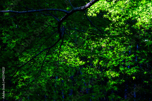 green leaves background © worm_ flag