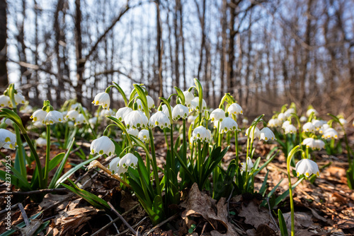 Beautiful white snowflake flowers (leucojum vernum), wild growing in the sunny forest, nature background. Early spring in Europe, image with selective focus