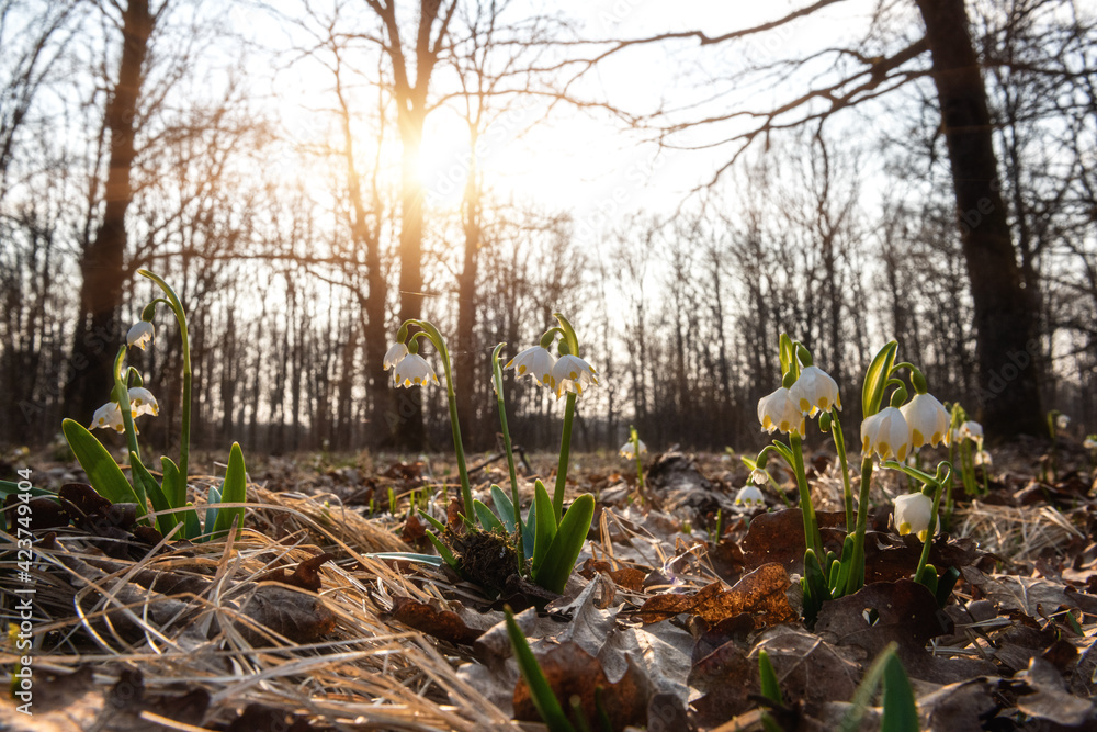 Beautiful white snowflake flowers (leucojum vernum), wild growing in the sunny forest, nature background. Early spring in Europe, image with selective focus Beautiful white snowflake flowers (leucojum vernum), wild growing in the sunny forest, nature background. Early spring in Europe, image with selective focus