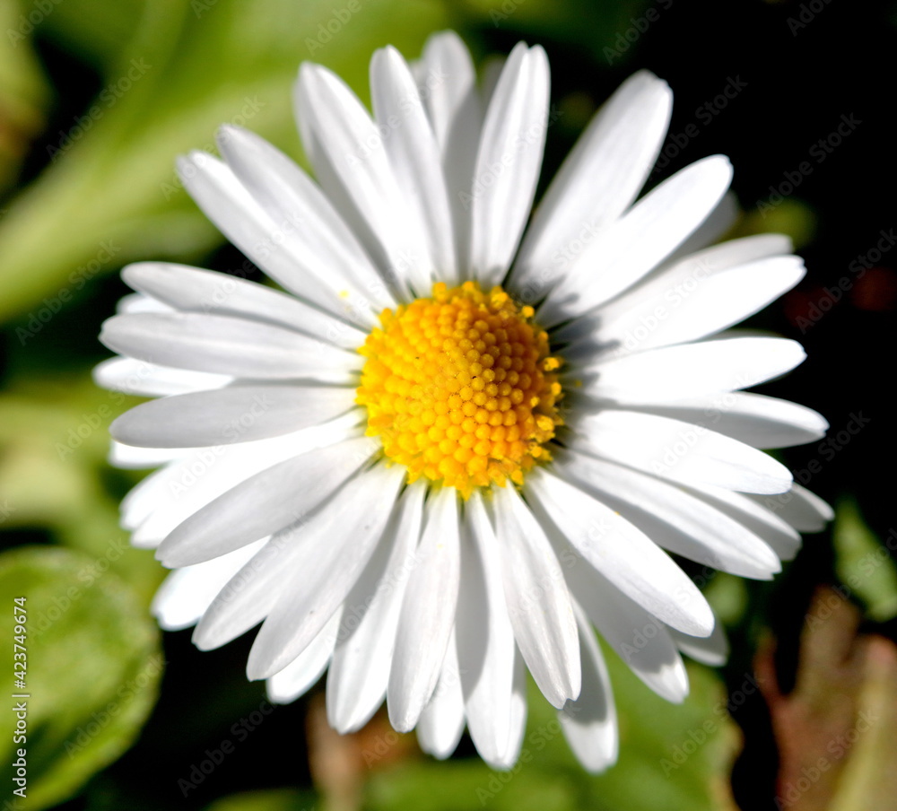 Obraz premium Beauté Divine